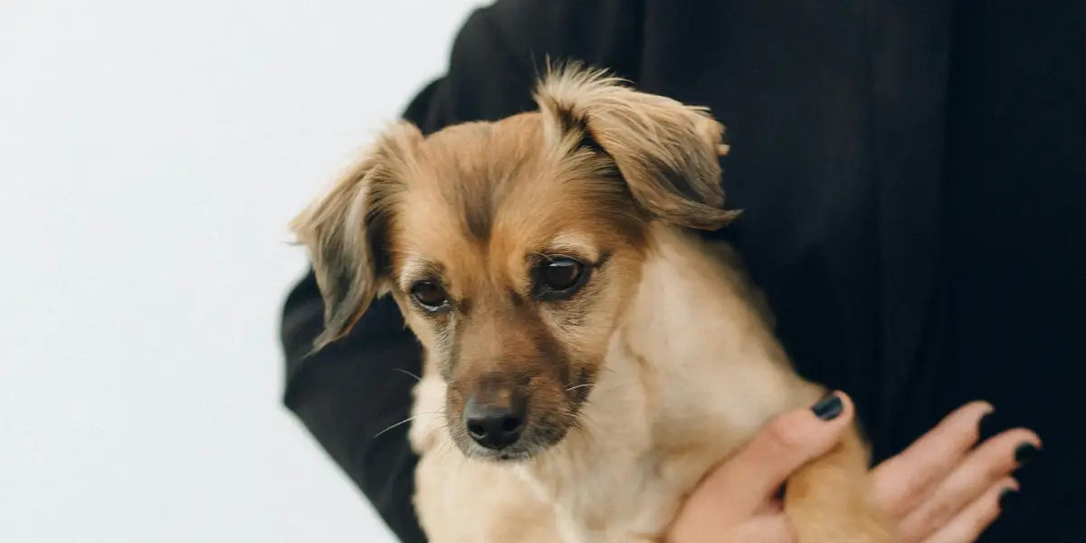 Hand Painted Dog Portraits: How to Choose the Right Style for Your Dog
