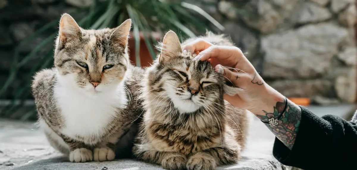 multi-pet