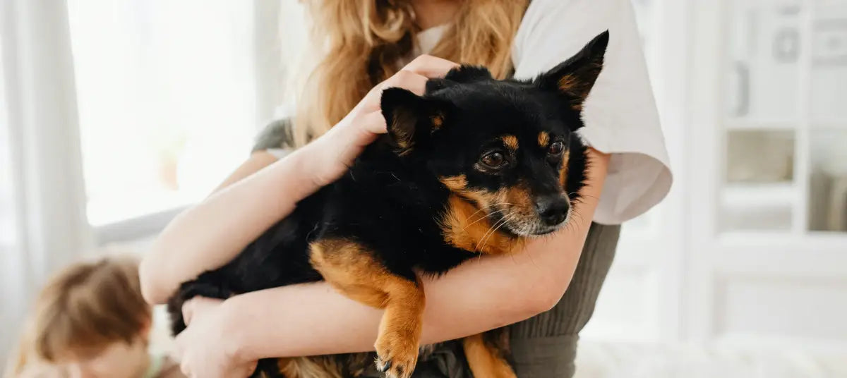 What If My Pet Has Passed Away—Can You Work From Old or Low-Quality Photos?