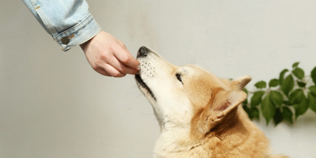 Why a Custom Pet Portrait on Wood Feels More Personal Than a Standard Print