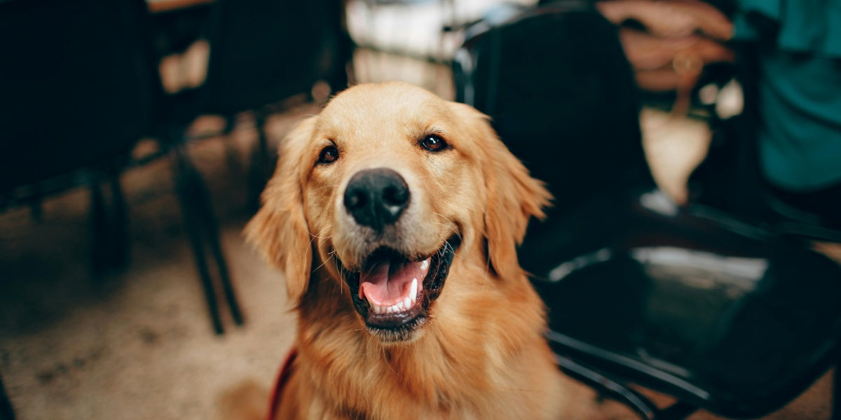 How to Choose the Best Photo for a Custom Pet Portrait on Wood