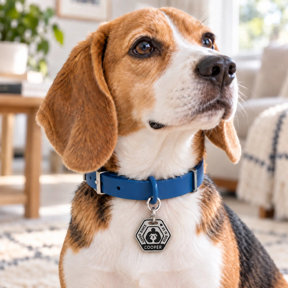 Loved Since Personalized Rescue Dog ID Tag – Stainless Steel
